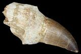 Fossil Rooted Mosasaur (Prognathodon) Tooth - Morocco #174342-1